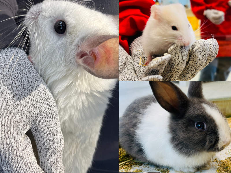 lollypet 멍멍랜드 | 중항청 쥔샹점 